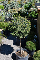 Dwarf Serbian Spruce (tree form) (Picea omorika 'Nana (tree form)') at Lakeshore Garden Centres