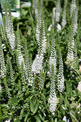 White Wands Speedwell (Veronica 'White Wands') at Lakeshore Garden Centres
