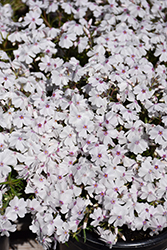 Amazing Grace Moss Phlox (Phlox subulata 'Amazing Grace') at Lakeshore Garden Centres
