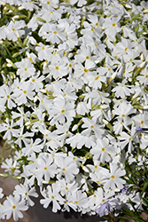 Spring White Moss Phlox (Phlox subulata 'Spring White') at Lakeshore Garden Centres