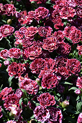 Oscar Ruby Splash Carnation (Dianthus caryophyllus 'KLEDP25525') at Lakeshore Garden Centres