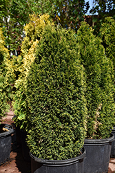 Emerald Petite Arborvitae (Thuja occidentalis 'Thusid4') at Lakeshore Garden Centres