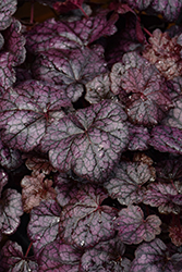 Grape Expectations Coral Bells (Heuchera 'Grape Expectations') at Lakeshore Garden Centres