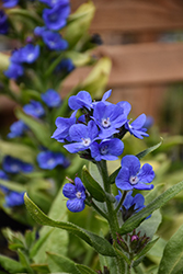 Loddon Royalist Anchusa (Anchusa azurea 'Loddon Royalist') at Lakeshore Garden Centres