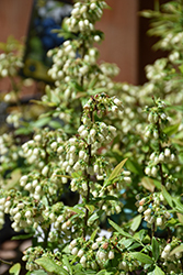 Perpetua Blueberry (Vaccinium 'ORUS-61-1') at Lakeshore Garden Centres