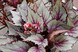 Jurassic Dino Dragon Fruit Begonia (Begonia 'Jurassic Dino Dragon Fruit') at Lakeshore Garden Centres