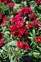 Diabunda Red Sweet William (Dianthus barbatus 'Diabunda Red') at Lakeshore Garden Centres