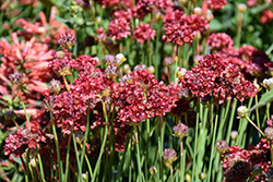 Ballerina Red False Sea Thrift (Armeria pseudarmeria 'Ballerina Red') at Lakeshore Garden Centres