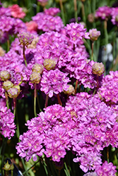Ballerina Lilac False Sea Thrift (Armeria pseudarmeria 'Ballerina Lilac') at Lakeshore Garden Centres