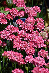 Dreameria Dreamland False Sea Thrift (Armeria pseudarmeria 'Dreamland') at Lakeshore Garden Centres