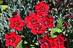 Fire Star Pinks (Dianthus 'Devon Xera') at Lakeshore Garden Centres
