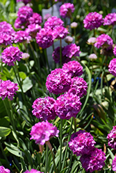 Dreameria Vivid Dreams False Sea Thrift (Armeria pseudarmeria 'Vivid Dreams') at Lakeshore Garden Centres