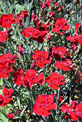 Fire Star Pinks (Dianthus 'Devon Xera') at Lakeshore Garden Centres