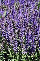 Spring King Meadow Sage (Salvia nemorosa 'Spring King') at Lakeshore Garden Centres