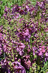 Plum Smokey Mullein (Verbascum 'Plum Smokey') at Lakeshore Garden Centres