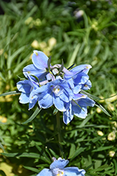 Hunky Dory&Trade; Sky Blue Delphinium (Delphinium grandiflorum 'Hunky Dory Sky Blue') at Lakeshore Garden Centres