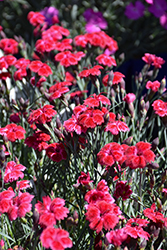 Single Ladies Red Rouge Pinks (Dianthus 'Red Rouge') at Lakeshore Garden Centres