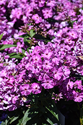 Early Purple Eye Garden Phlox (Phlox paniculata 'Early Purple Eye') at Lakeshore Garden Centres