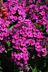 Early Magenta Garden Phlox (Phlox paniculata 'Early Magenta') at Lakeshore Garden Centres