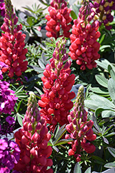 Westcountry Red Rum Lupine (Lupinus 'Red Rum') at Lakeshore Garden Centres