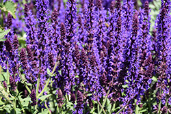 Lyrical Blues Meadow Sage (Salvia nemorosa 'Balyriclu') at Lakeshore Garden Centres