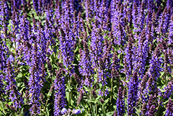 Blue By You Meadow Sage (Salvia nemorosa 'Balsalbyu') at Lakeshore Garden Centres