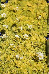 Cloth Of Gold Saxifrage (Saxifraga 'Cloth Of Gold') at Lakeshore Garden Centres