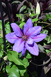 Tumaini Clematis (Clematis 'EviGsy151') at Lakeshore Garden Centres
