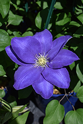Boulevard Diana's Delight Clematis (Clematis 'Evipo026') at Lakeshore Garden Centres