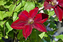 Boulevard Nubia Clematis (Clematis 'Evipo079') at Lakeshore Garden Centres