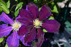 The Vagabond Clematis (Clematis 'The Vagabond') at Lakeshore Garden Centres