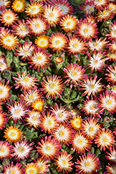 Jewel Of Desert Ruby Ice Plant (Delosperma 'Jewel Of Desert Ruby') at Lakeshore Garden Centres