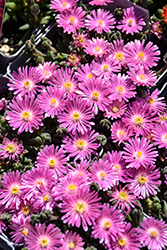Jewel Of Desert Candystone Ice Plant (Delosperma 'Jewel Of Desert Candystone') at Lakeshore Garden Centres