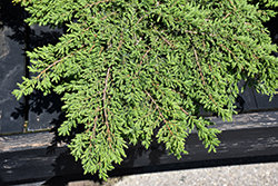 Green Carpet Juniper (Juniperus communis 'Green Carpet') at Lakeshore Garden Centres