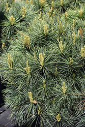 Blue Shag White Pine (Pinus strobus 'Blue Shag') at Lakeshore Garden Centres