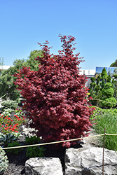 Twombly's Red Sentinel Japanese Maple (Acer palmatum 'Twombly's Red Sentinel') at Lakeshore Garden Centres