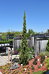 Trautman Juniper (Juniperus chinensis 'Trautman') at Lakeshore Garden Centres
