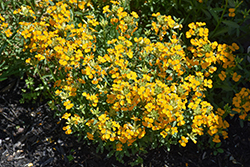 Glow Orange Wallflower (Erysimum 'Glow Orange') at Lakeshore Garden Centres