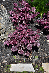 Midnight Rose Coral Bells (Heuchera 'Midnight Rose') at Lakeshore Garden Centres