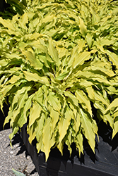 Time In A Bottle Hosta (Hosta 'Time In A Bottle') at Lakeshore Garden Centres