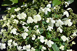 Steady Eddy Doublefile Viburnum (Viburnum plicatum 'NCVP1') at Lakeshore Garden Centres