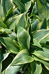 Lakeside Dragonfly Hosta (Hosta 'Lakeside Dragonfly') at Lakeshore Garden Centres