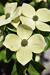 Starlight Flowering Dogwood (Cornus 'KN4-43') at Lakeshore Garden Centres