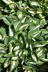Pandora's Box Hosta (Hosta 'Pandora's Box') at Lakeshore Garden Centres