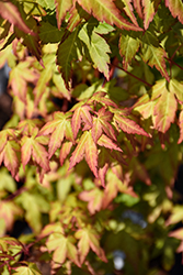 Bihou Japanese Maple (Acer palmatum 'Bihou') at Lakeshore Garden Centres
