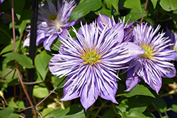 Crystal Fountain Clematis (Clematis 'Crystal Fountain') at Lakeshore Garden Centres