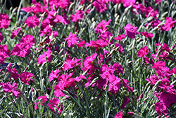 Neon Star Pinks (Dianthus 'Neon Star') at Lakeshore Garden Centres