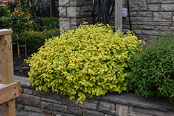 Canadale Gold Wintercreeper (Euonymus fortunei 'Canadale Gold') at Lakeshore Garden Centres