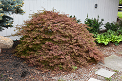 Orangeola Cutleaf Japanese Maple (Acer palmatum 'Orangeola') at Lakeshore Garden Centres
