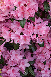 Aglo Rhododendron (Rhododendron 'Aglo') at Lakeshore Garden Centres
